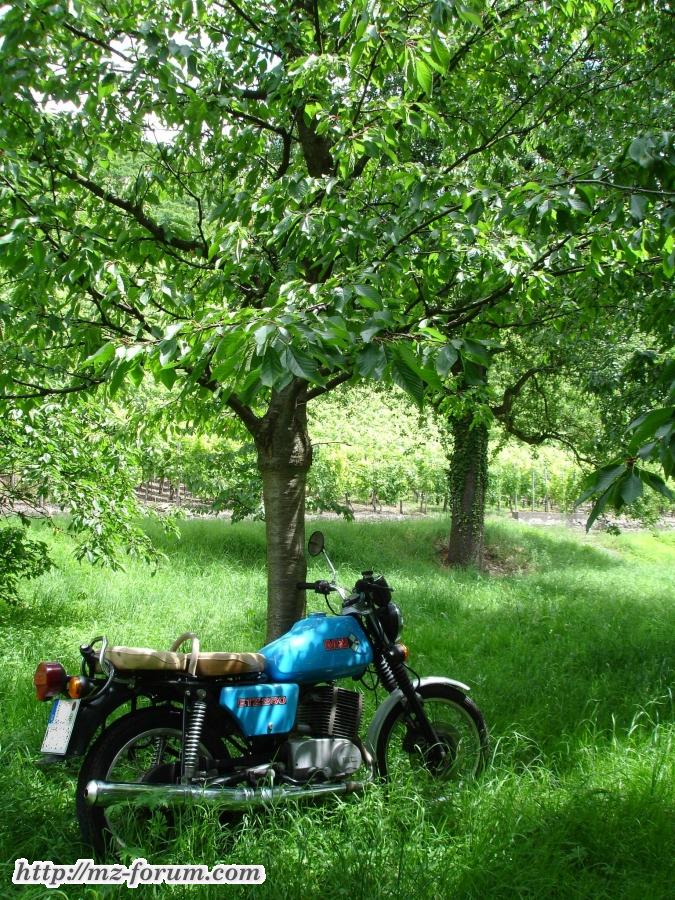 auf einer Streuobstwiese bei Hessigheim im Ländle