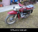 gazella