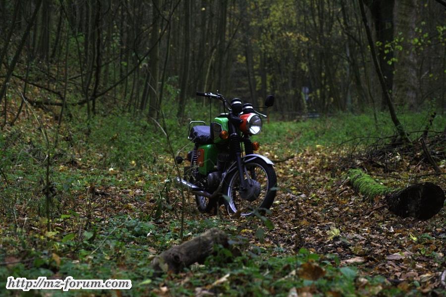 Im Wald 1