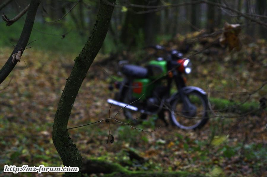 Im Wald 2