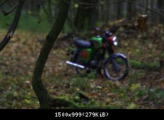 Im Wald 2