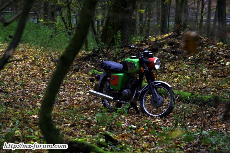 Im Wald 3