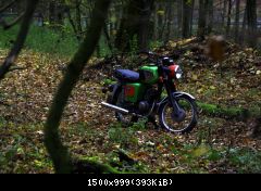 Im Wald 3
