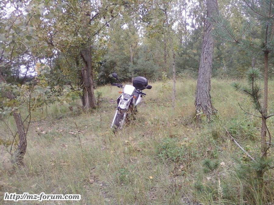 MZ_SM_125_im_Wald_1