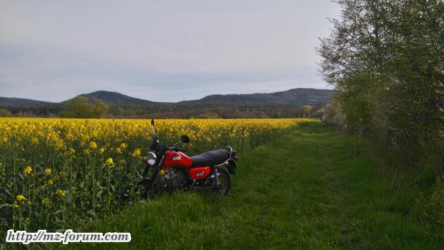 Rapsbilder
