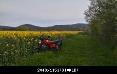 Rapsbilder