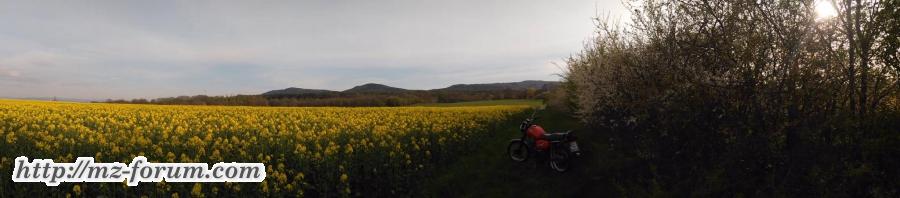 Rapsbilder