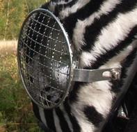 Der mit dem Zebra tanzt