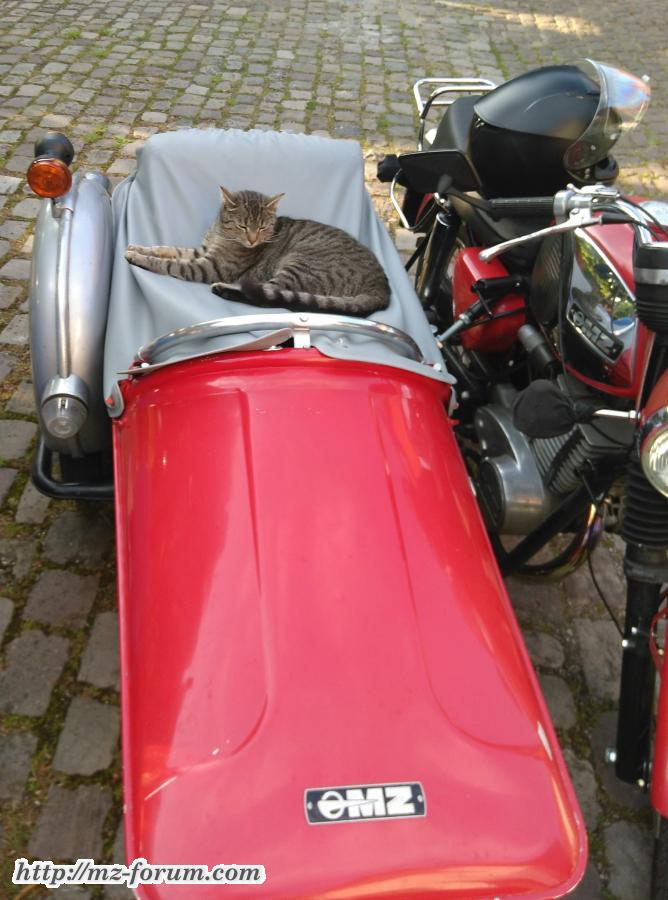 Gespannkatze