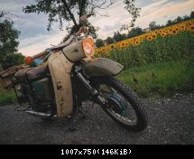Sonnenblumenfeld