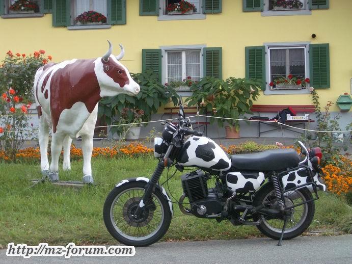 von Kuh zu Kuh