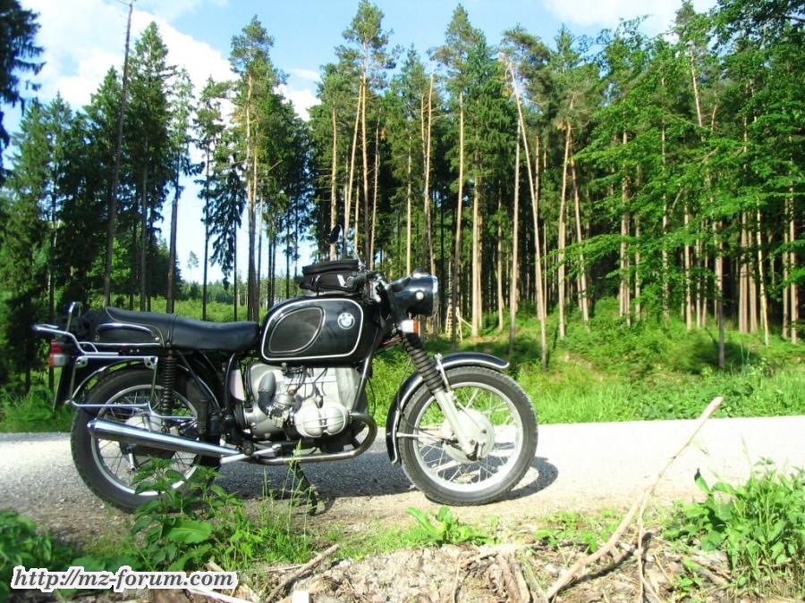 Q im Wald