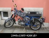 Zebra Simson